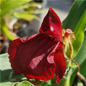 Roscoea 'Red Sentinel'